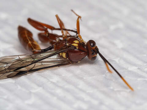 Image of Labium approximatum Turner & Waterston 1920