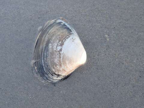 Image of Atlantic surf clam