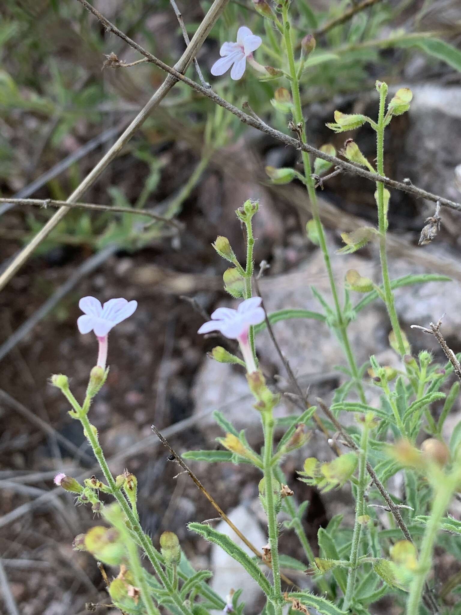 Image of Endostemon tenuiflorus (Benth.) M. R. Ashby