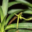 Слика од Maxillaria calcarata (Schltr.) Molinari