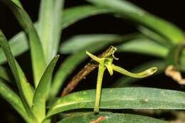 Слика од Maxillaria calcarata (Schltr.) Molinari