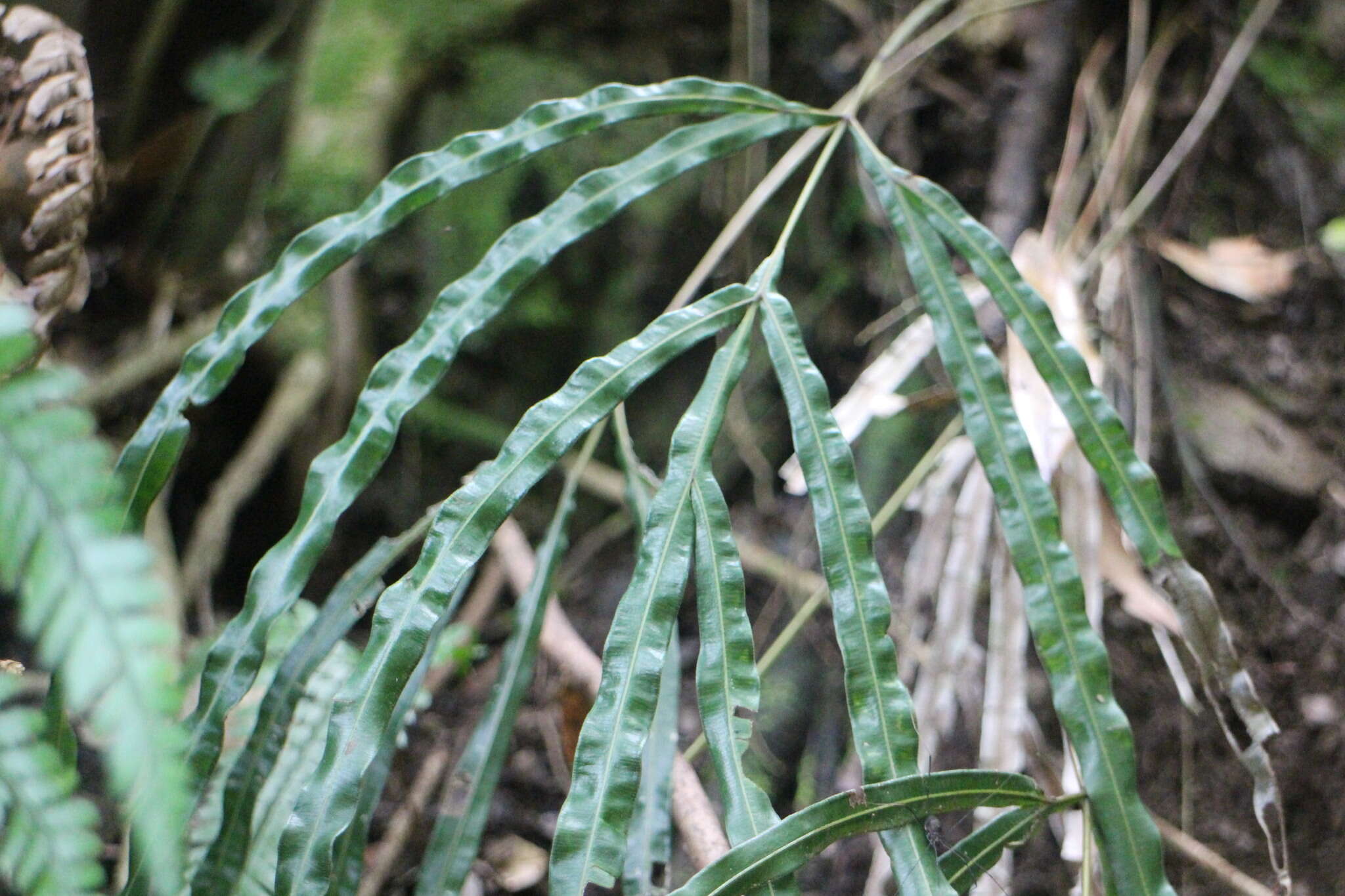 Image of Pteris longipinna Hayata