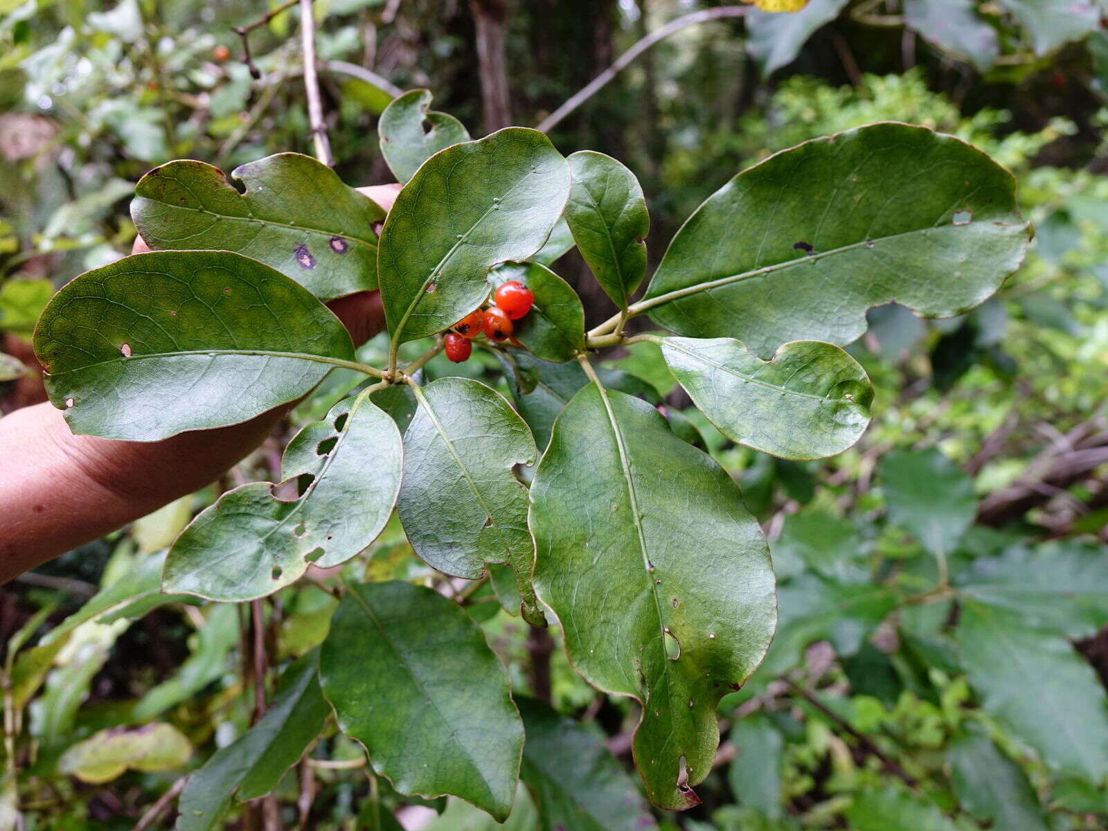 Imagem de Coprosma grandifolia Hook. fil.