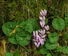 Image of cyclamen