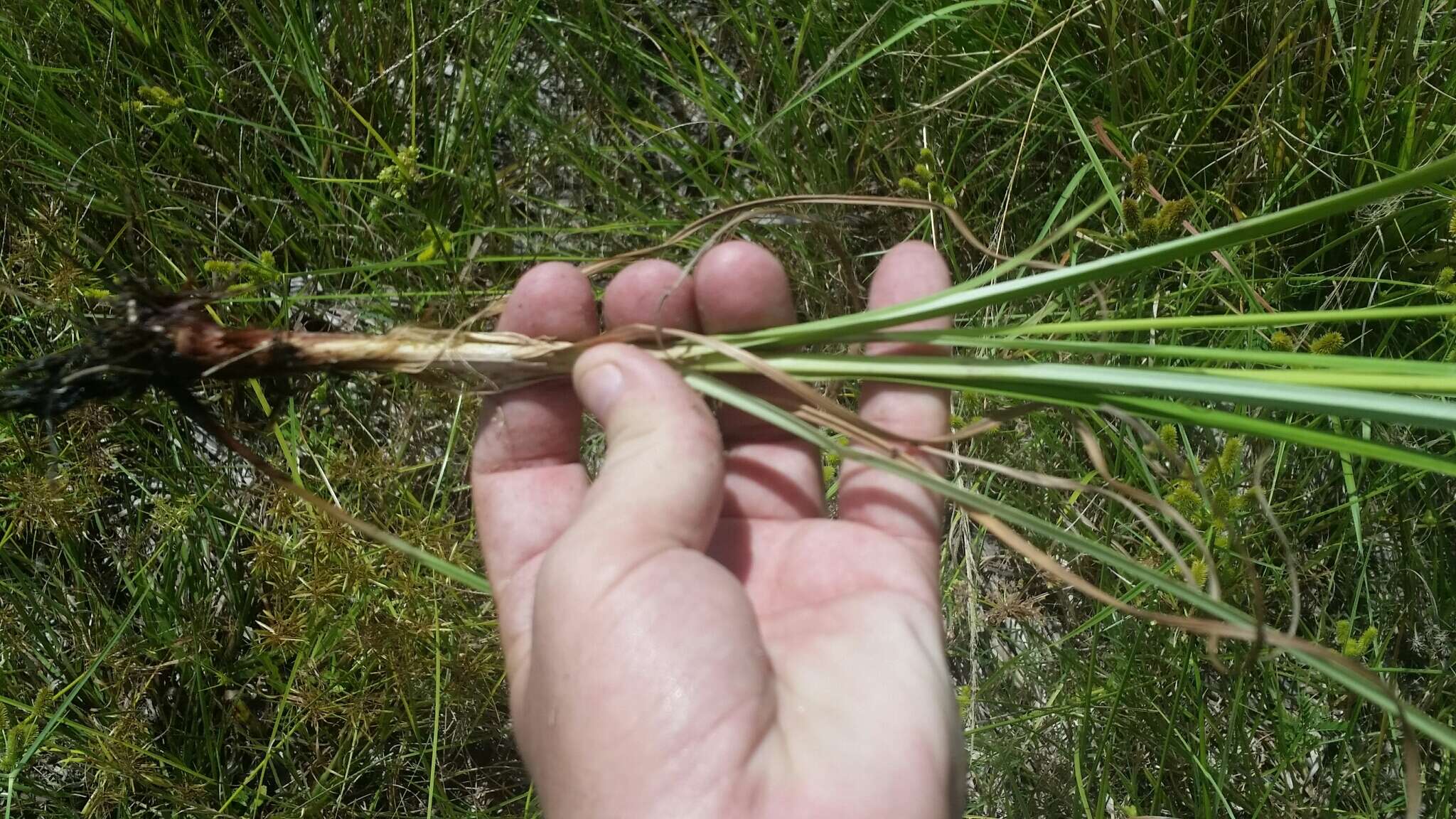 Image of ovateleaf flatsedge