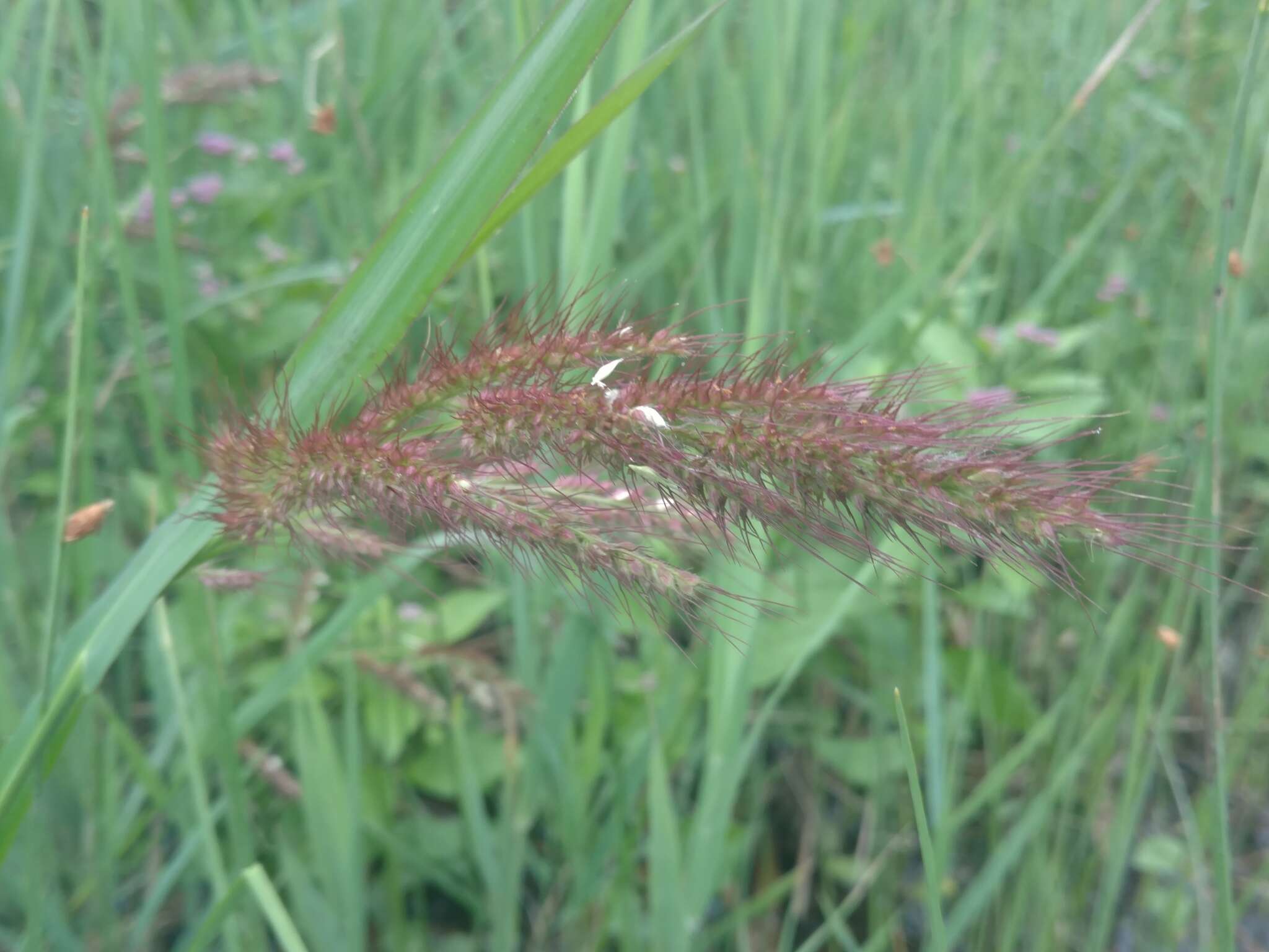 Image of Long-Awn Cock's-Spur Grass