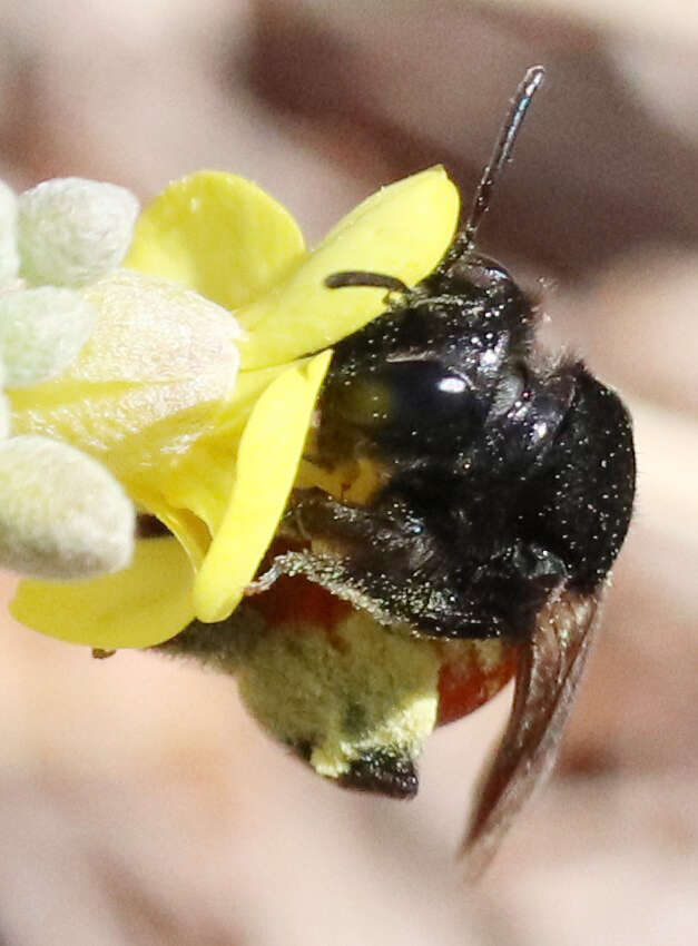 Image of Andrena prima Casad 1896