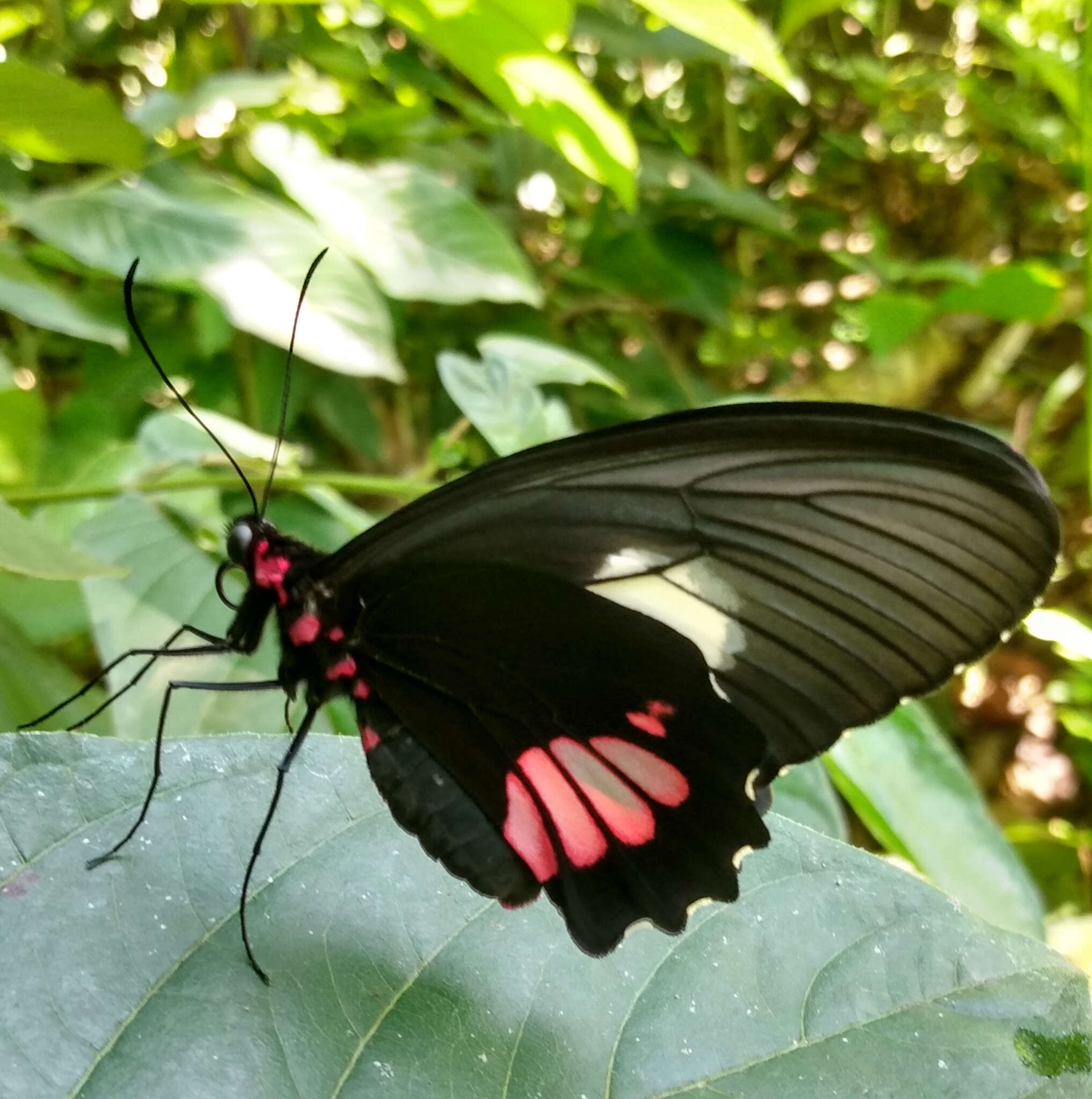 Image of Parides vertumnus (Cramer (1779))