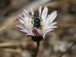 Image of Osmia coloradensis Cresson 1878