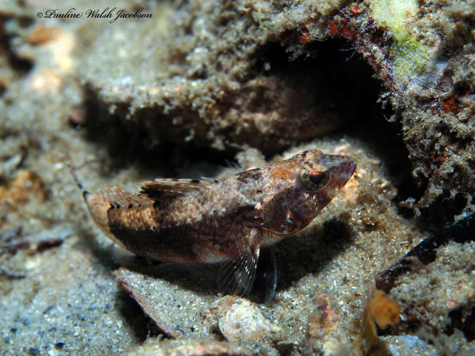 Image of Pygmy sea bass