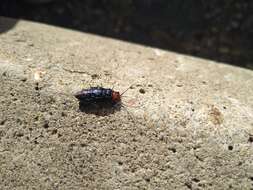 Image of Pine false webworm