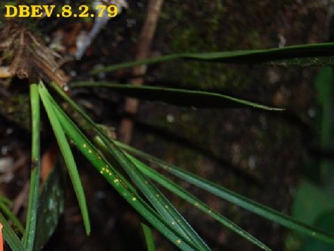 Image of Angraecum