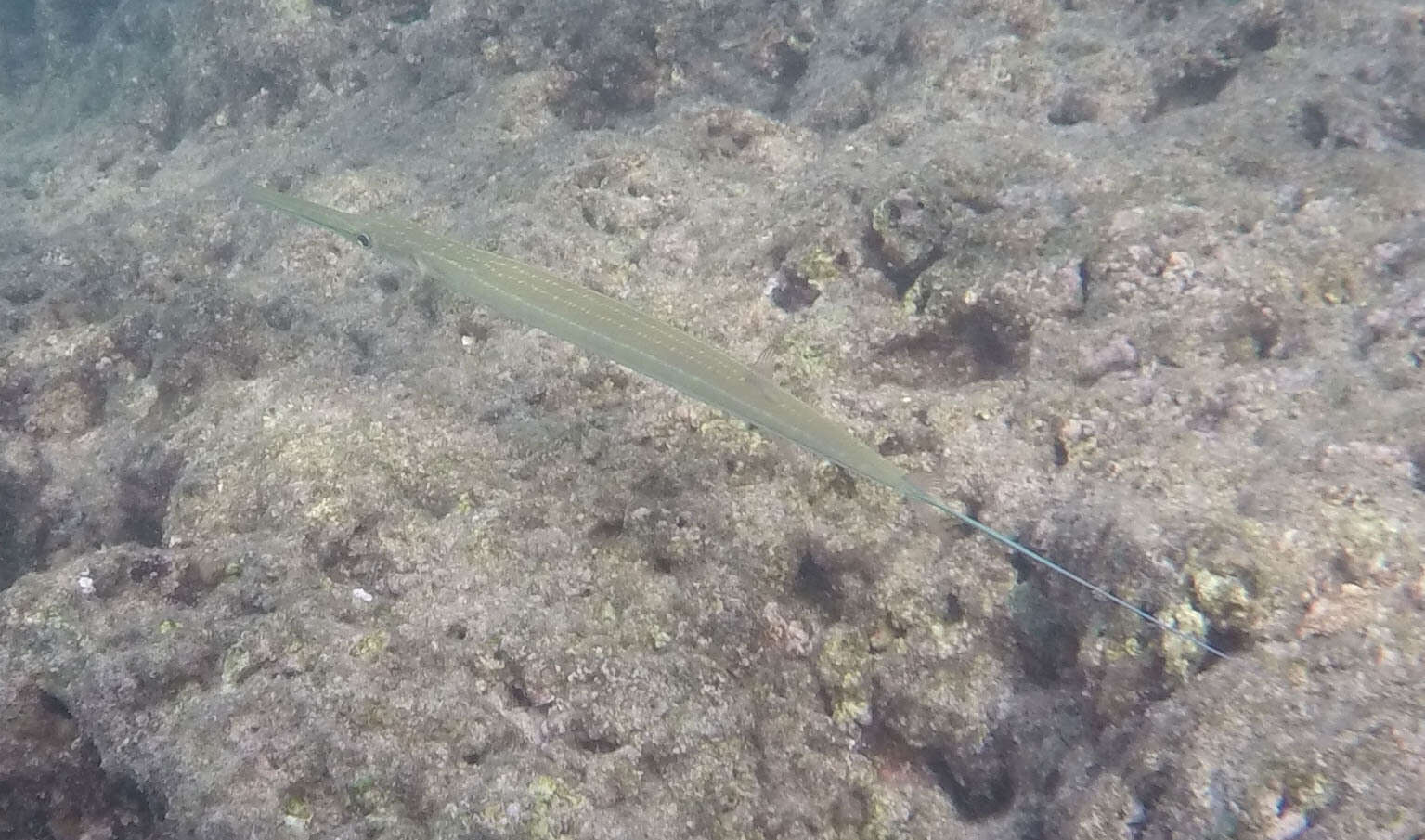 Image of Bluespotted cornetfish