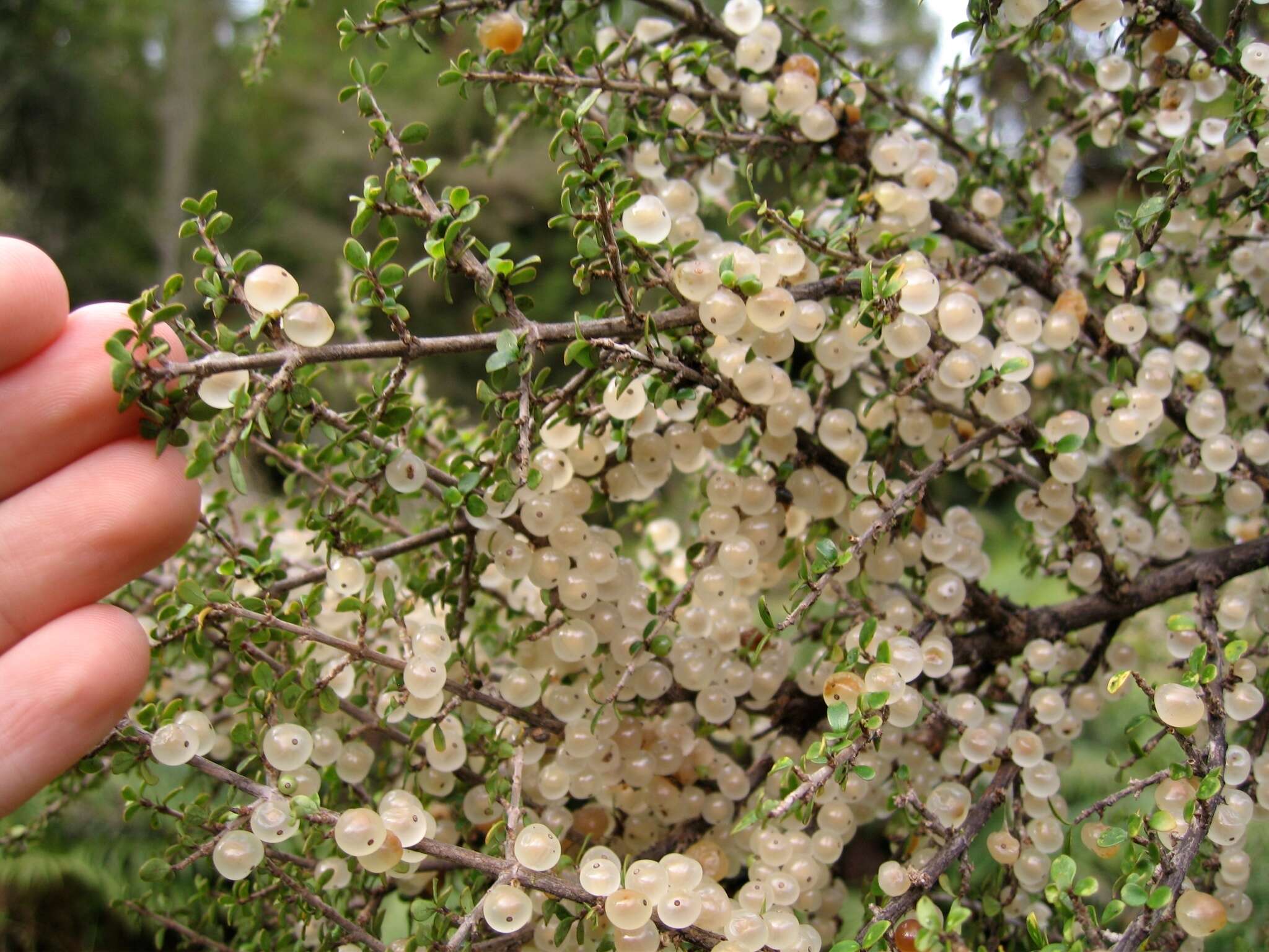 صورة Coprosma dumosa (Cheeseman) G. T. Jane