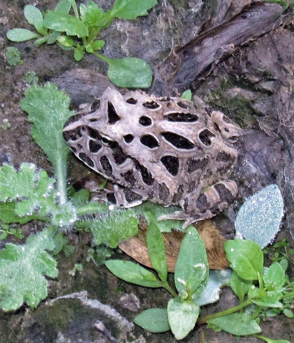 Image of Chacoan Horned Frog