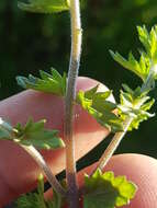 Image of Hudson Bay eyebright