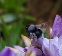 Image of Bombus funebris Smith 1854