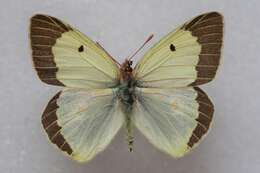 Image of Colias chlorocoma Christoph 1888