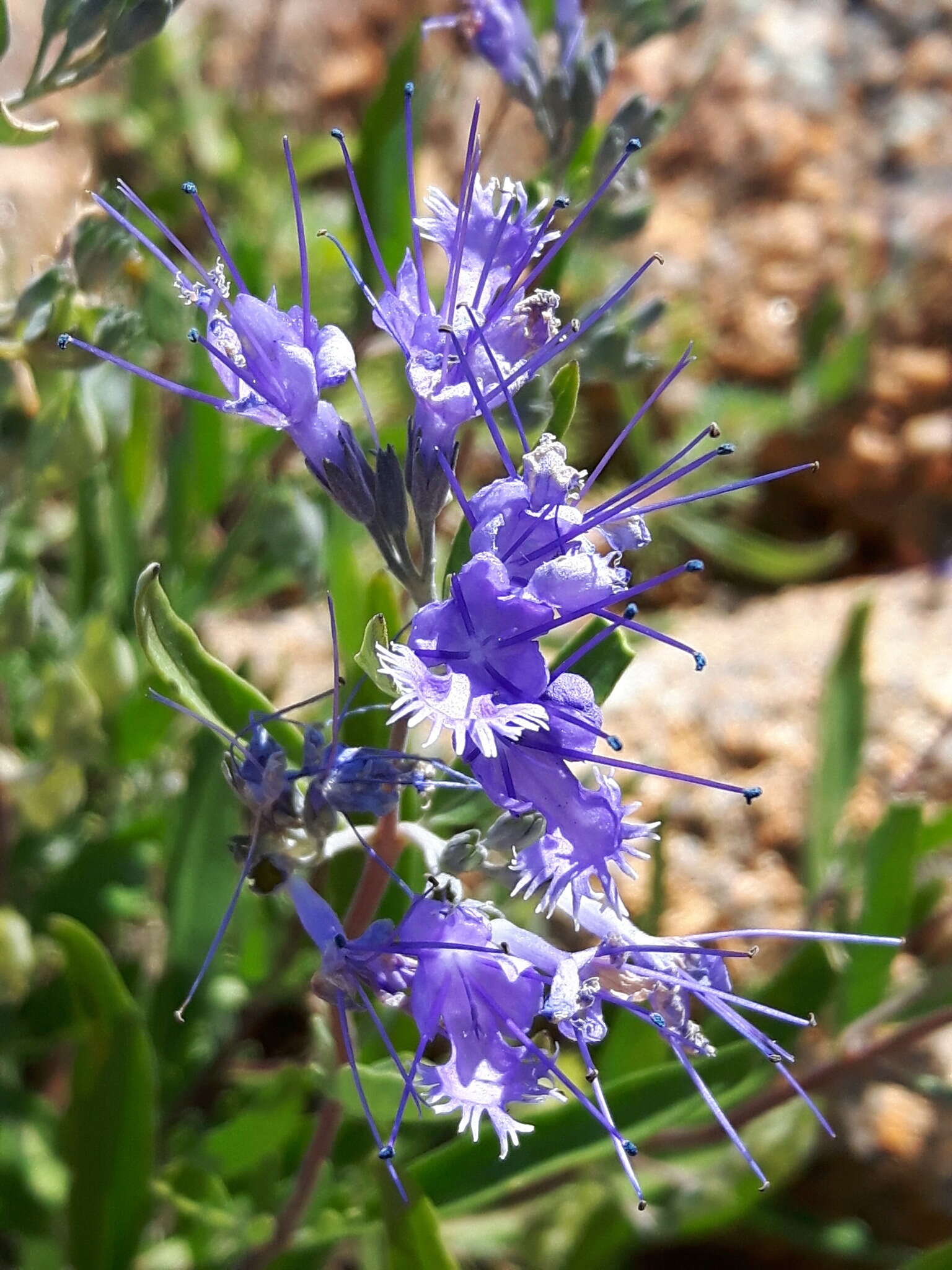 Image of Caryopteris mongholica Bunge