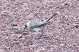 Image of Galapagos Mockingbird