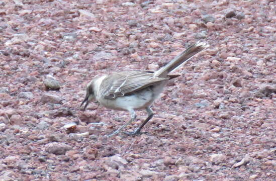 Image of Galapagos Mockingbird