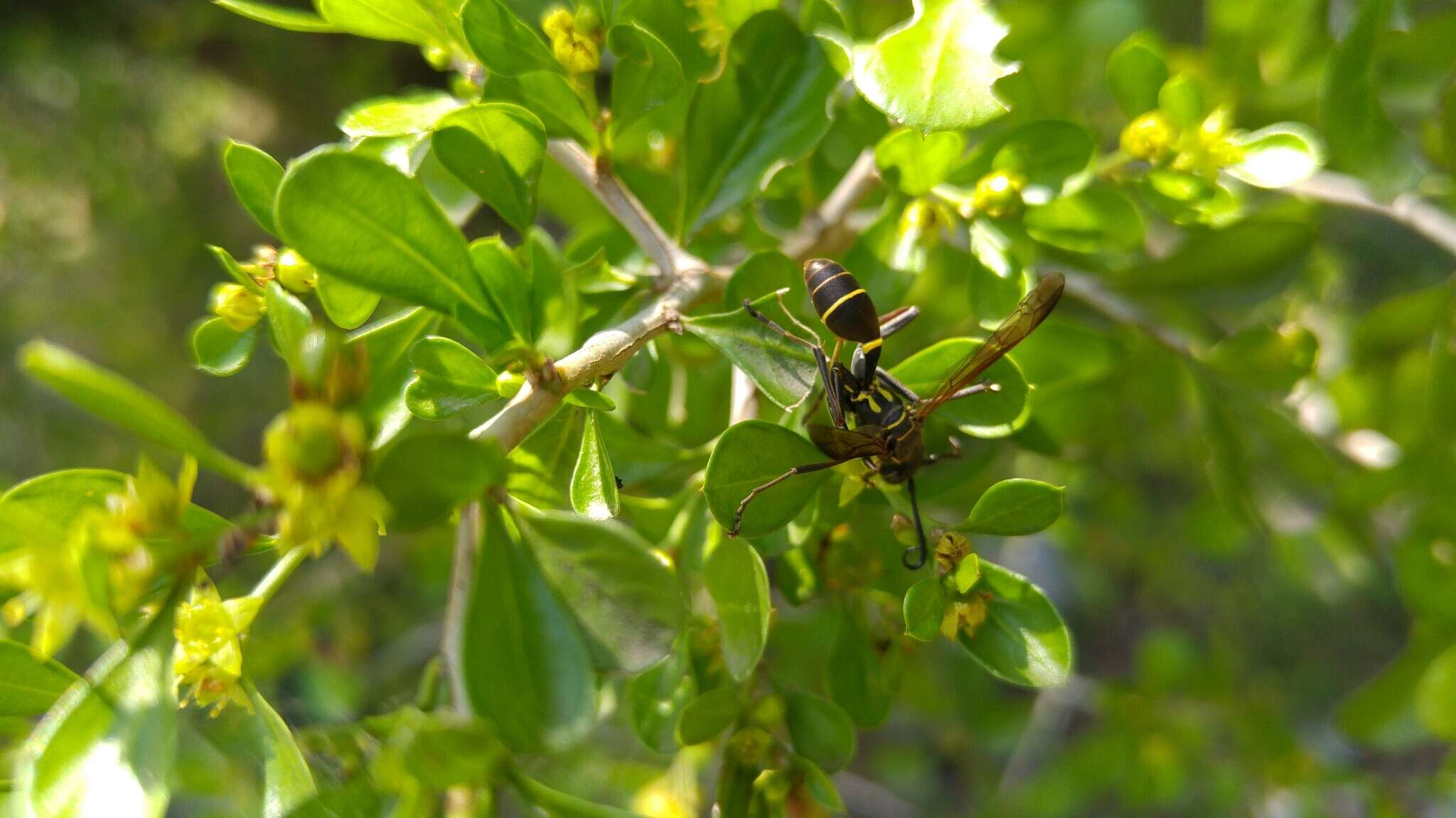 Слика од Mischocyttarus rufidens (de Saussure 1854)