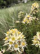 Image of Leucadendron spissifolium subsp. natalense (Thode & Gilg) I. Williams