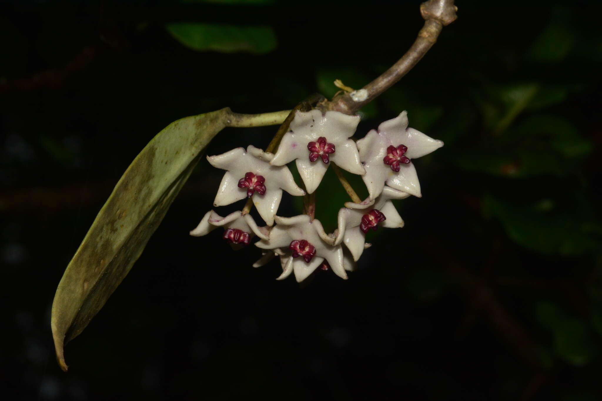 Image of Hoya wightii Hook. fil.