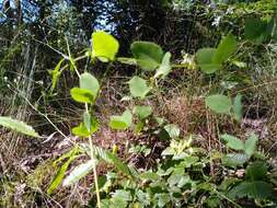 Imagem de Vicia pisiformis L.