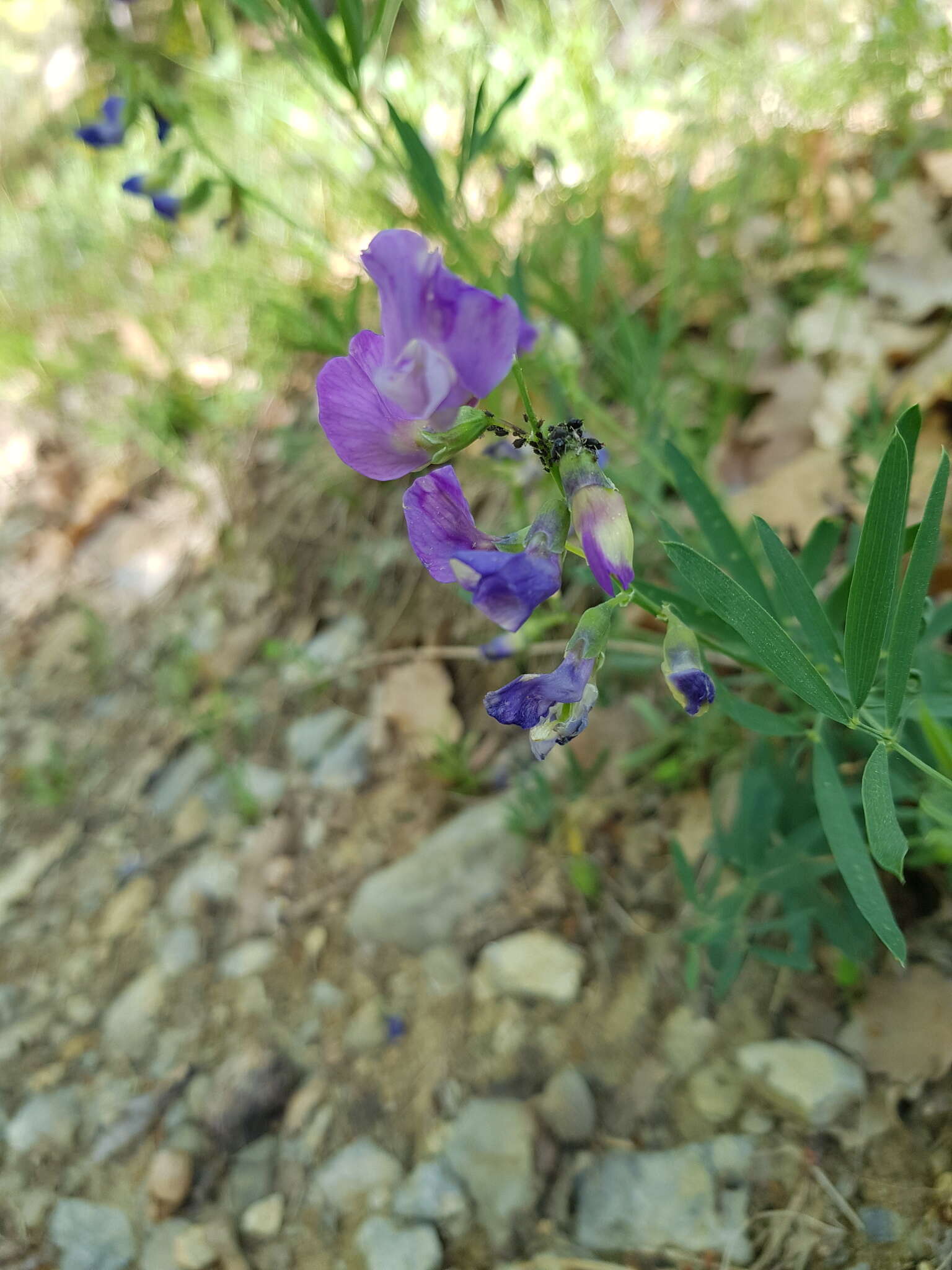 Image of Lathyrus filiformis (Lam.) Gay