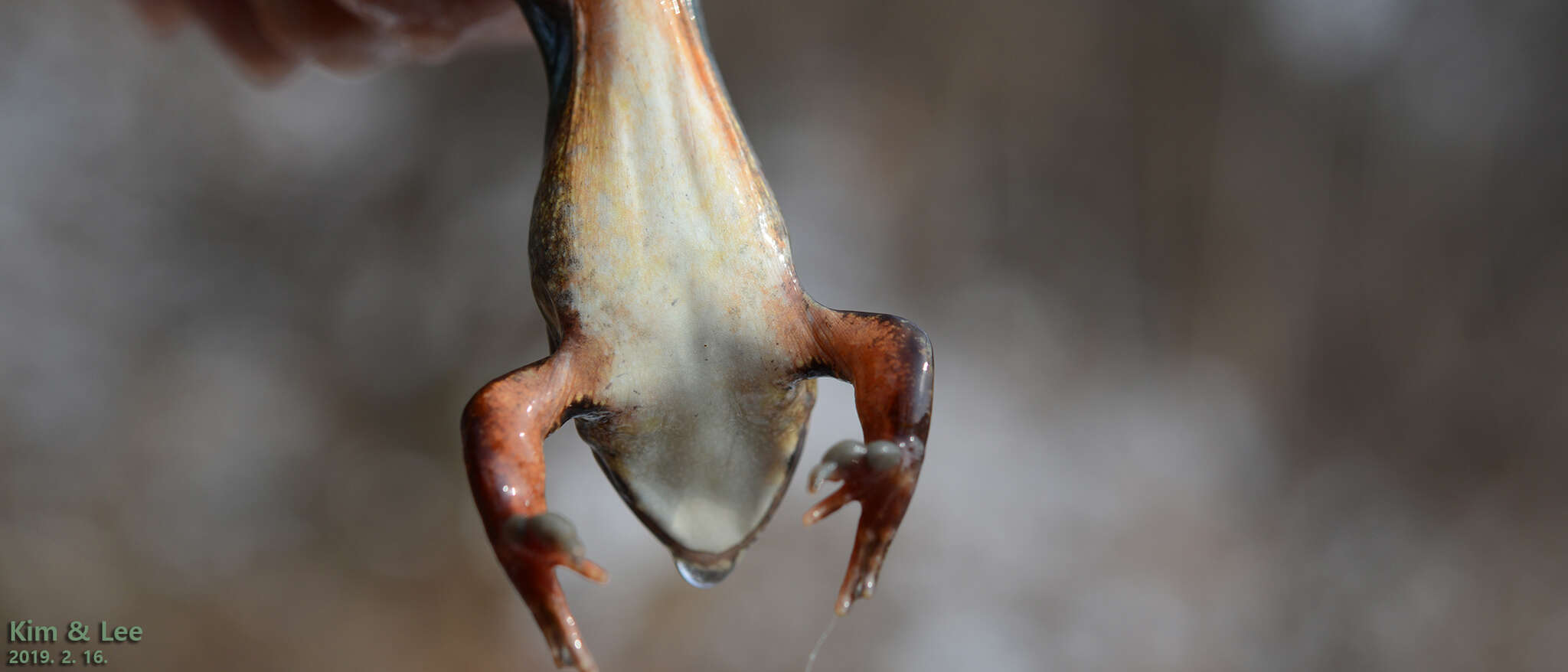 Image of Dybowski's frog