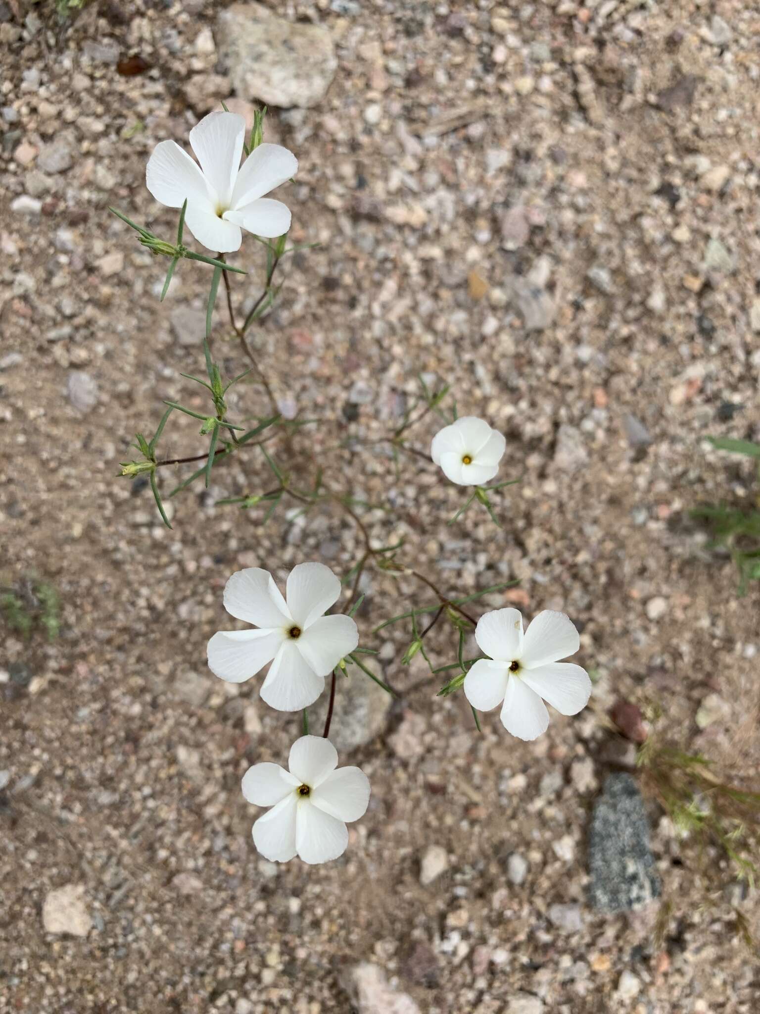 Image of Linanthus maricopensis J. M. Porter & R. Patt.