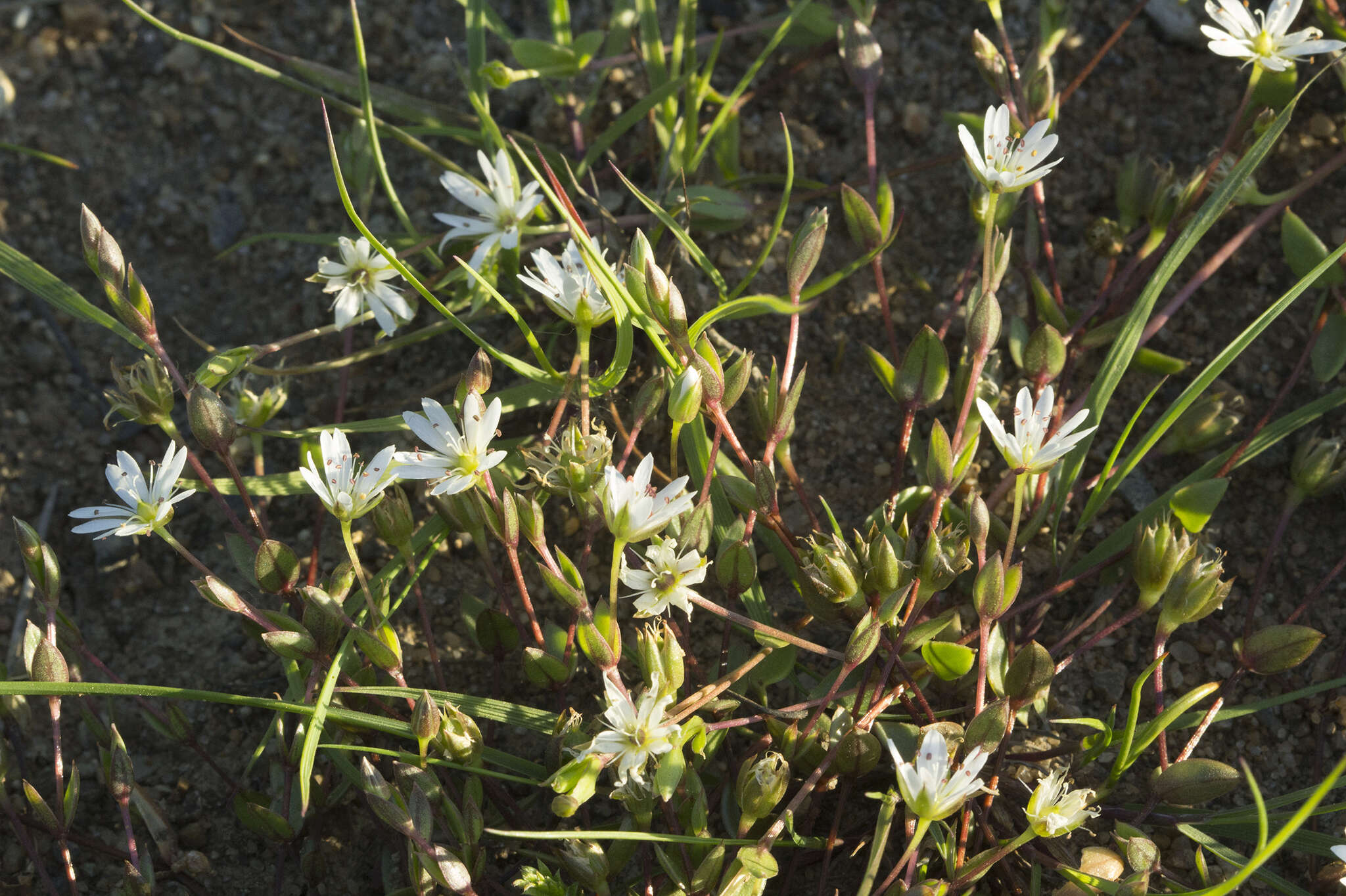 Imagem de Stellaria humifusa Rottb.