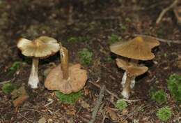 Image of Entoloma strictius (Peck) Sacc. 1887