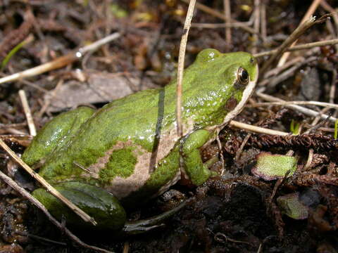 Image of Boreal Chorus Frog