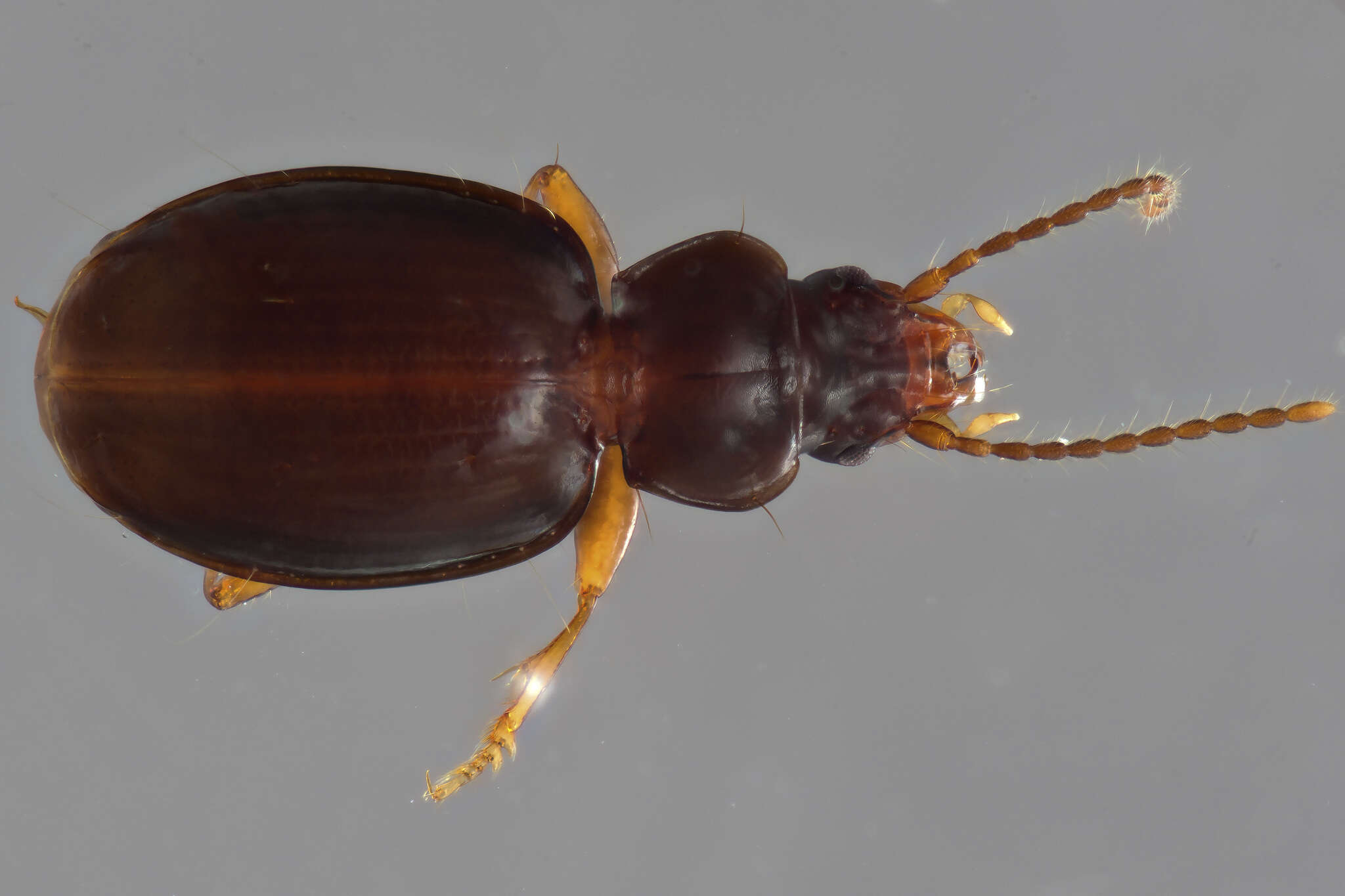 Image of Trechus (Trechus) hydropicus canus Barr 1962