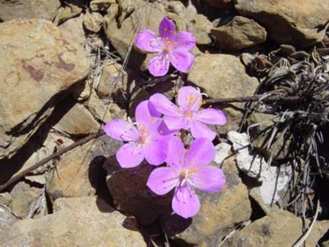 Image of Grahamia coahuilensis (S. Wats.) G. D. Rowley