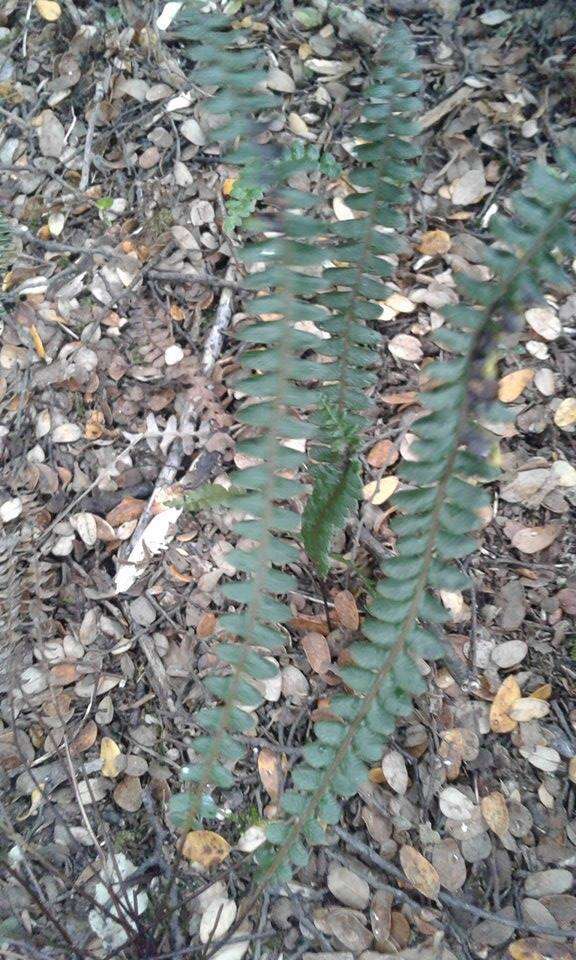 Plancia ëd Austroblechnum penna-marina subsp. alpina (R. Br.)