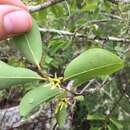 Image de Xylopia parviflora (A. Rich.) Benth.