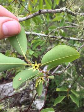 Image de Xylopia parviflora (A. Rich.) Benth.