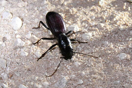 Image of Great Plains Giant Tiger Beetle