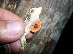 Image of Anolis lyra Poe, Velasco, Miyata & Williams 2009