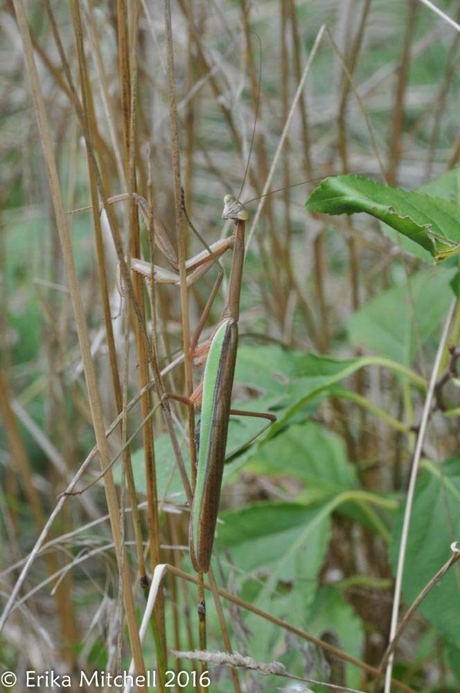 Image of Chinese mantis