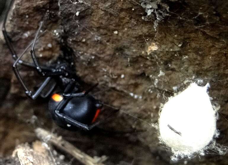 Image of Latrodectus menavodi Vinson 1863