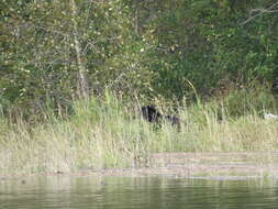 Image of Ursus americanus vancouveri Hall 1928