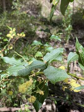 Image of Acacia urophylla Benth.