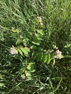 Image of Apocynum androsaemifolium subsp. androsaemifolium