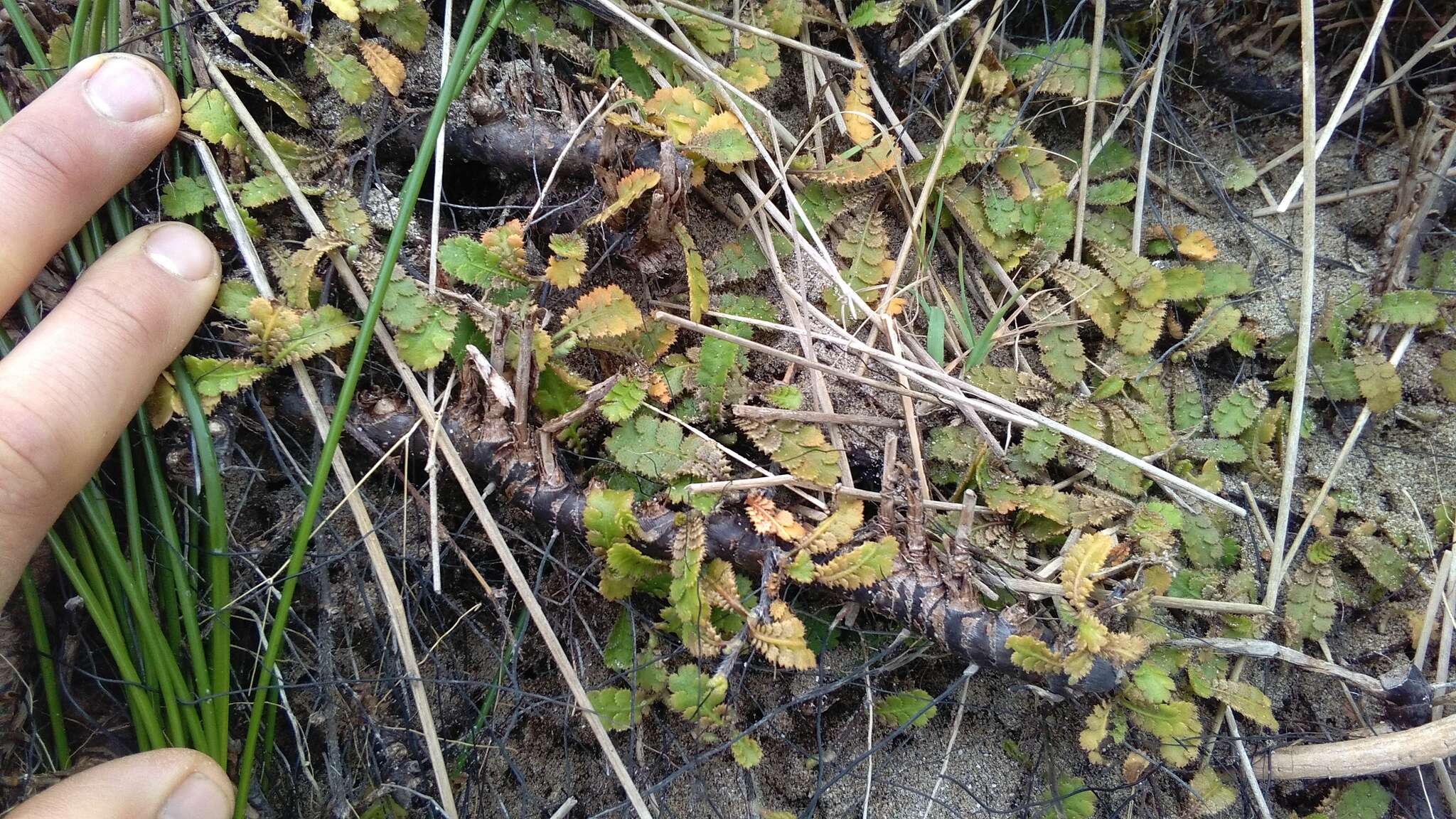 Image of Leptinella traillii subsp. traillii