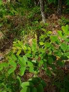 Image of shining false indigo