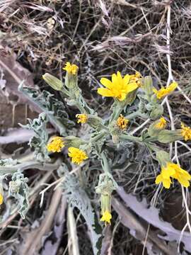 Image of largeflower hawksbeard